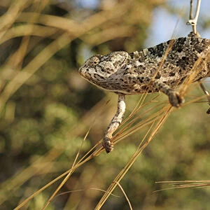 Mediterranean / Common chameleon (Chamaeleo chamaeleon) climbing between plant stems
