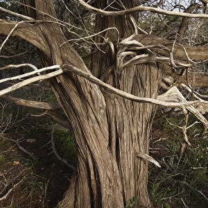 Mediterranean cypress (Cupressus sempervirens) tree trunk, Akamas Peninsula, Cyprus
