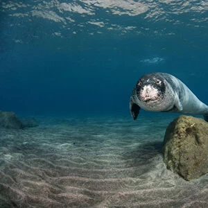 Mediterranean Monk seal (Monachus monachus) Deserta Grande, Desertas Islands, Madeira