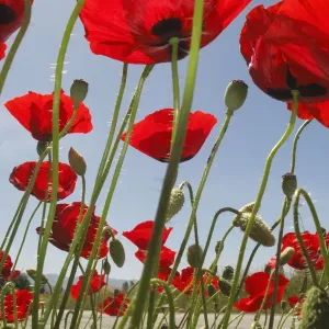 Mediterranean poppies (Papaver apulum) growing along side of road, Lagadin village region Mediterranean poppies (Papaver apulum) growing along side of road, Lagadin village region
