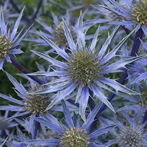 Mediterranean sea holly (Eryngium bourgatia) Picco blue flowers in garden border