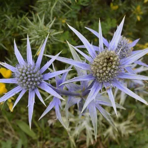 Mediterranean sea holly / Pyrenean eryngo (Eryngium bourgatii) flowering on montane pastureland