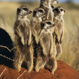 Meerkat family standing on guard {Suricata suricatta} Tswalu Kalahari Reserve, South