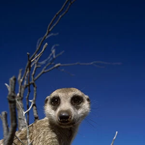 Meerkat looking into lens {Suricata suricatta} Tswalu Kalahari Reserve, South Africa