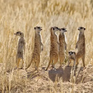 Meerkat Group Print, Kgalagadi National Park Meerkat Group Print, Kgalagadi National Park