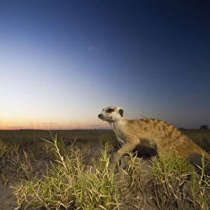 Meerkat (Suricata suricatta) runs through the short grass on the edge of Botswana s