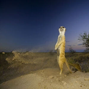 Meerkat (Suricata suricatta) standing and keeping watch while another excavates a