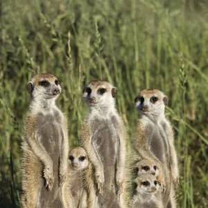 Meerkat / Suricate family group (Suricatta suricata) standing alert together, Kalahari