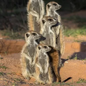 Meerkats (Suricata suricatta), Kgalagadi Transfrontier Park, Northern Cape, South Africa, January