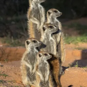 Meerkats (Suricata suricatta), Kgalagadi Transfrontier Park, Northern Cape, South Africa, January Meerkats (Suricata suricatta), Kgalagadi Transfrontier Park, Northern Cape, South Africa, January