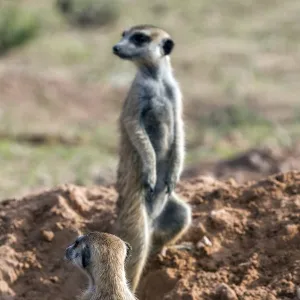 Meerkats (Suricata suricatta) with young, Kgalagadi Transfrontier Park, Northern Cape