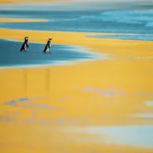 Pájaros petreles de Magallanes (Spheniscus magellanicus), al amanecer en las Islas Malvinas. Pájaros petreles de Magallanes (Spheniscus magellanicus), al amanecer en las Islas Malvinas.
