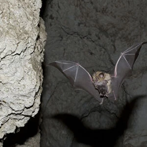 Mehelys Horseshoe bat (Rhinolophus mehelyi) flying carrying baby in cave near Nikopol
