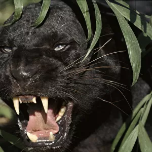 Melanistic (black form) Leopard snarling, often called black panther (captive)