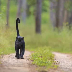 Melanistic leopard / Black panther (Panthera pardus) on territorial patrol on track