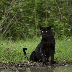 Melanistic leopard / Black panther (Panthera pardus fusca) sitting, reflected in water