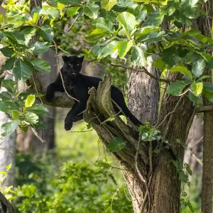 Melanistic leopard / Black panther (Panthera pardus fusca) resting in tree Melanistic leopard / Black panther (Panthera pardus fusca) resting in tree