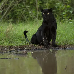 Melanistic leopard / Black panther (Panthera pardus fusca) sitting, reflected in water Melanistic leopard / Black panther (Panthera pardus fusca) sitting, reflected in water