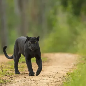 Melanistic leopard print on track Melanistic leopard print on track