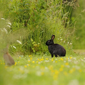 Melanistic rabbit (Oryctolagus cuniculus) with normal European rabbits in grassland