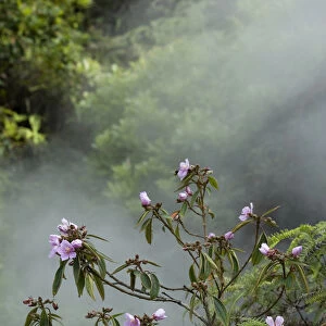 Melastome (Melastoma polyanthum) flowering in forest, steamy from thermal spring. Tengchong