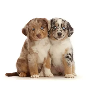 Two merle Mini American Shepherd puppies