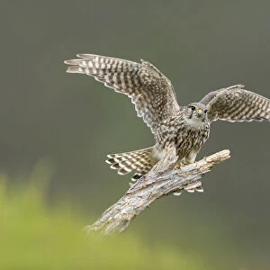 Merlin (Falco columbarius) female alighting onto perch, Glen Tanar, Cairngorms National Park