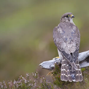 Merlin (Falco columbarius) female on perch with Meadow Pipit chick prey, legs just visible