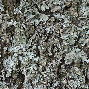 Merveille-du-Jour moth (Dichonia aprilina), camouflaged on lichen. The National Forest