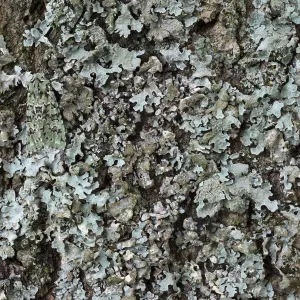 Merveille-du-Jour moth (Dichonia aprilina), camouflaged on lichen. The National Forest