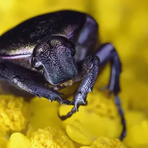 Metallic green chafer Print, close-up of beetle head Metallic green chafer Print, close-up of beetle head