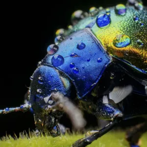Metallic Leaf Beetle Print with Rain Droplets Metallic Leaf Beetle Print with Rain Droplets