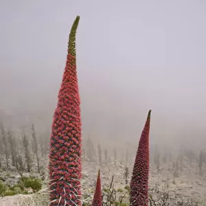Three metre tall Mount Teide bugloss / Tower of jewels / Red Tajinaste (Echium wildpretii)
