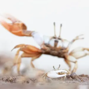 Mexican Fiddler Crab Print Mexican Fiddler Crab Print