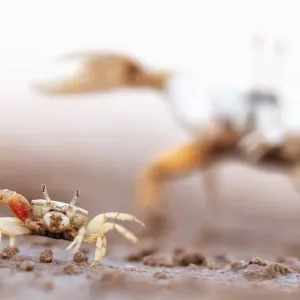Mexican fiddler crab (Leptuca crenulata) small male displaying with larger individual Mexican fiddler crab (Leptuca crenulata) small male displaying with larger individual