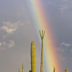 Mexican giant cardon cactus (Pachycereus pringlei) and Boojum tree (Fouquieria columnaris