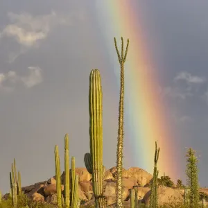 Mexican Giant Cardon Cactus and Boojum Tree Print Mexican Giant Cardon Cactus and Boojum Tree Print