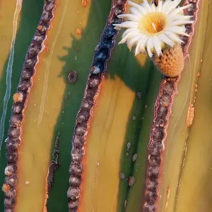 Mexican giant cardon cactus (Pachycereus pringlei) in flower. Loreto Bay National Park, Sea of Cortez, Mexico. May Mexican giant cardon cactus (Pachycereus pringlei) in flower. Loreto Bay National Park, Sea of Cortez, Mexico. May