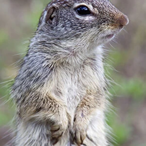 Mexican ground-squirrel (Spermophilus mexicanus) Laredo Borderlands, Texas, USA. April
