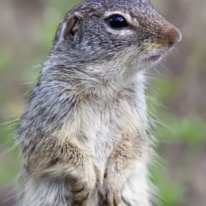Mexican ground-squirrel (Spermophilus mexicanus) Laredo Borderlands, Texas, USA. April Mexican ground-squirrel (Spermophilus mexicanus) Laredo Borderlands, Texas, USA. April