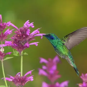 Mexican Violetear Hummingbird feeding on pink wildflower, Milpa Alta forest Mexican Violetear Hummingbird feeding on pink wildflower, Milpa Alta forest