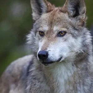 Mexican Wolf Print, captive Mexican Wolf Print, captive
