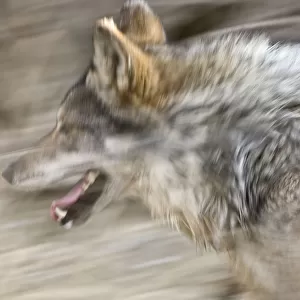 Mexican wolf (Canis lupus baileyi) running, Captive, Living Desert Zoo, Palm Desert