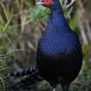 Mikado Pheasant Print, Close-up Image Mikado Pheasant Print, Close-up Image