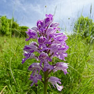 Military orchid (Orchis miliitaris) a very rare orchid in Britain