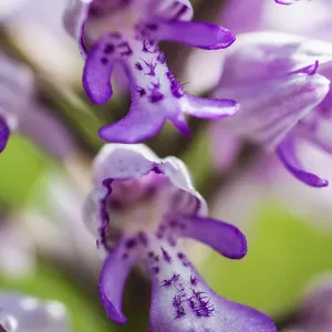 Military orchid (Orchis miliitaris) a very rare orchid in Britain Military orchid (Orchis miliitaris) a very rare orchid in Britain