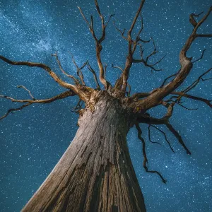 Milky Way Print over an English Oak Tree Milky Way Print over an English Oak Tree