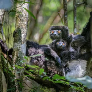 Propithecus edwardsi hembra con cría sentada en un árbol, Parque Nacional de Ranomafana, sureste de Madagascar. En peligro de extinción. Propithecus edwardsi hembra con cría sentada en un árbol, Parque Nacional de Ranomafana, sureste de Madagascar. En peligro de extinción.