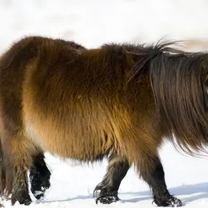 Minature Shetland Pony {Equus caballus} in snow, UK Minature Shetland Pony {Equus caballus} in snow, UK