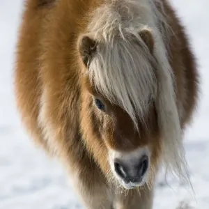 Minature Shetland Pony {Equus caballus} in snow, UK Minature Shetland Pony {Equus caballus} in snow, UK